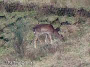 capriolo