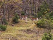 capriolo