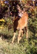 capriolo