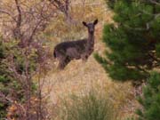 capriolo