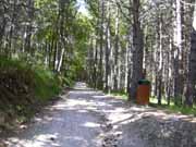 pista forestale