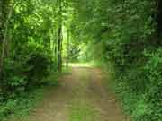 arboreto