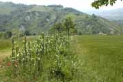 Montecavallo
