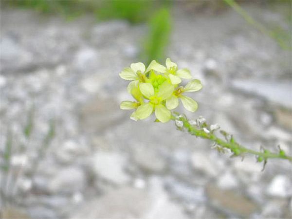 fio103