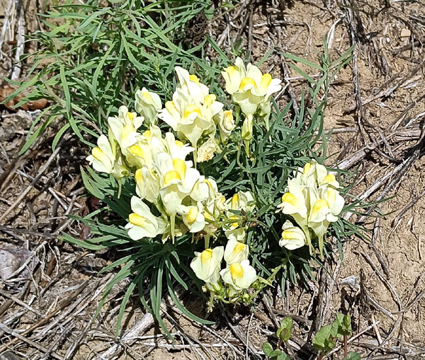 linaria_vulgaris