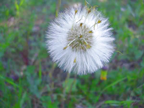 soffione