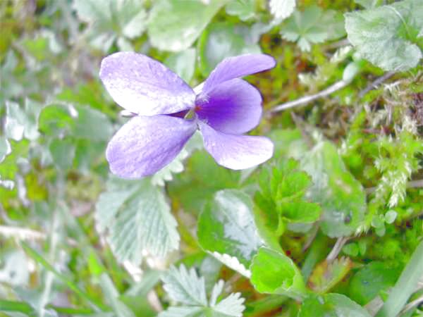viola