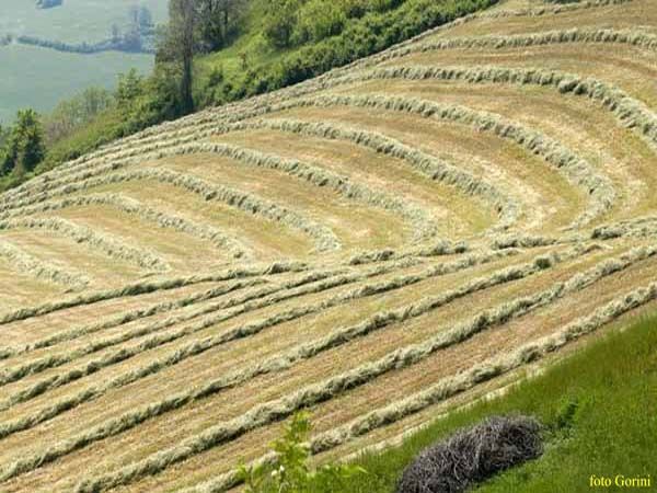 campi lavorati a Meldola 