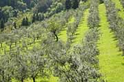 Pieve di Rivoschio - coltivazione degli ulivi