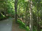 Strada per passo Fumaiolo