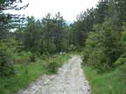 Sorgenti del Savio - sentiero