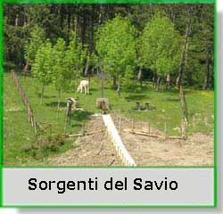 Sorgenti del Savio