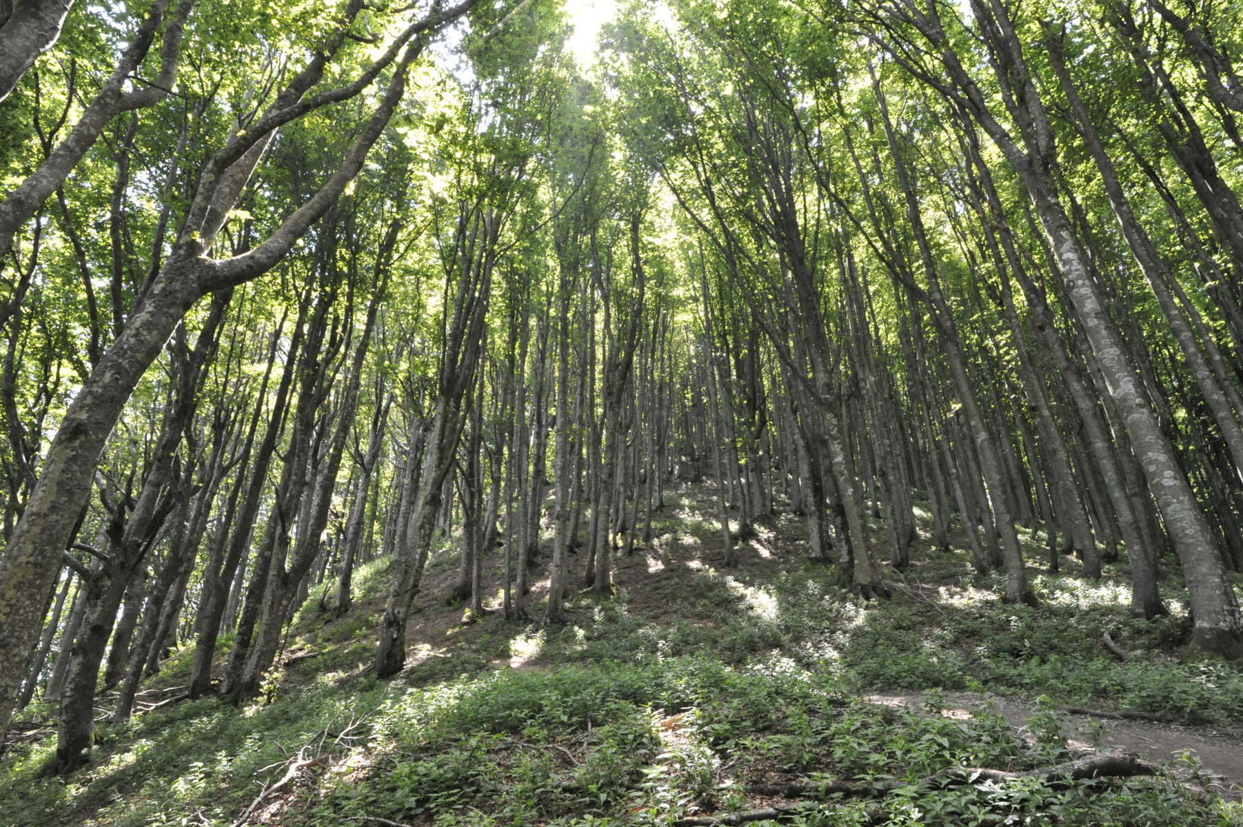 scheda toponimi - Appennino Romagnolo
